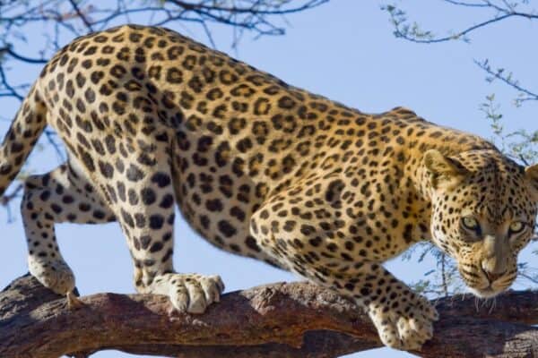 A wild African leopard looking down from a branch of a tree. Although leopards and jaguars look very similar, a leopard is not a type of jaguar.