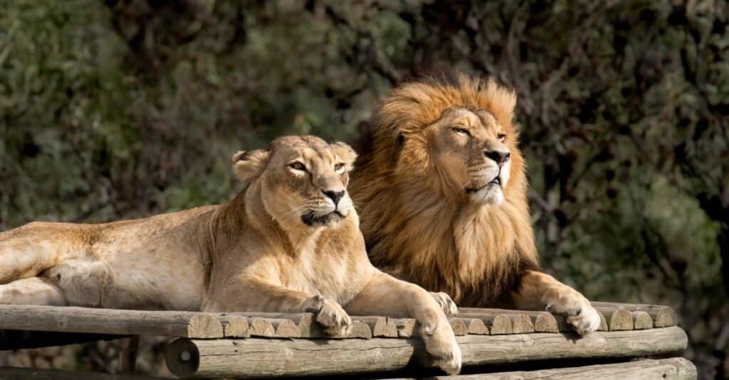 Types of Jaguar cats - lion