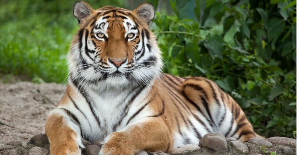 Types de chats Jaguar - tigre