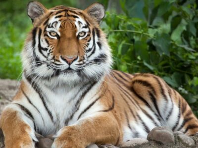 A 10 Incredible Siberian Tiger Facts