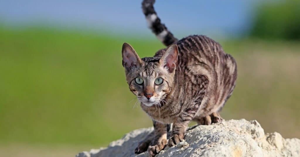 Ugliest Cats - Cornish Rex