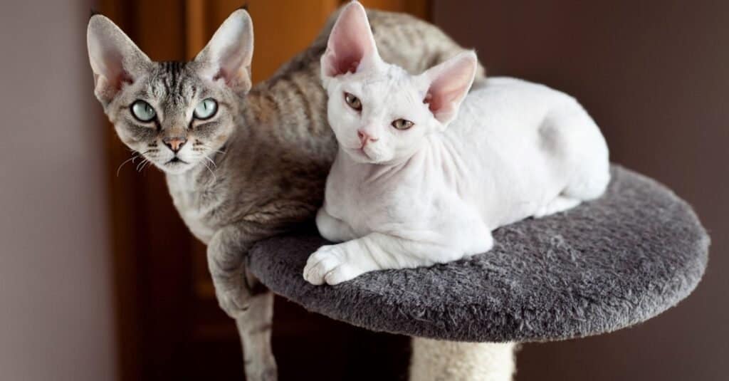 Ugliest Cats - Devon Rex