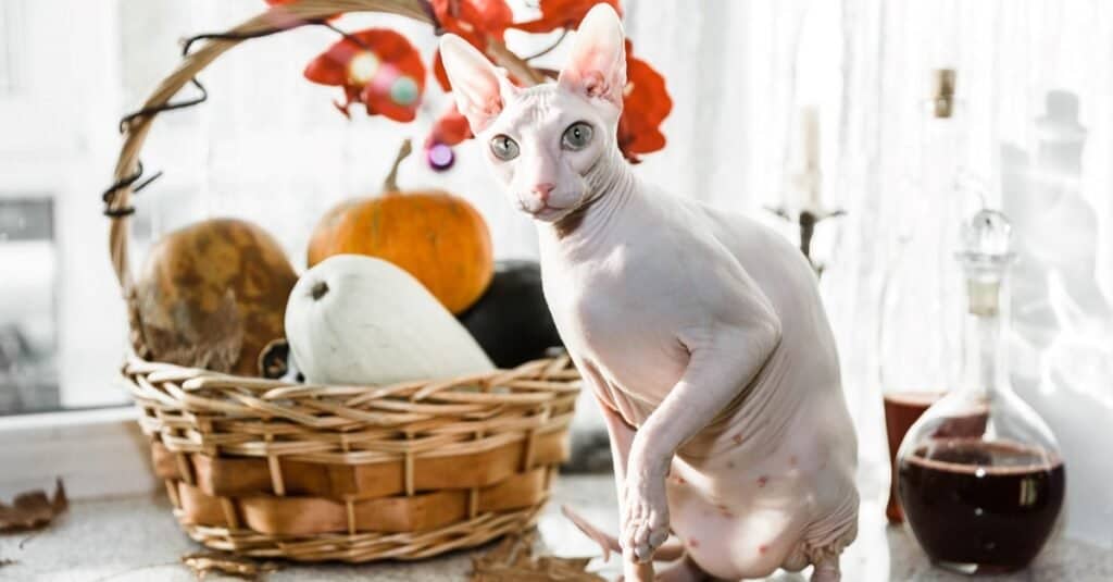 Ugliest Cats - Donskoy