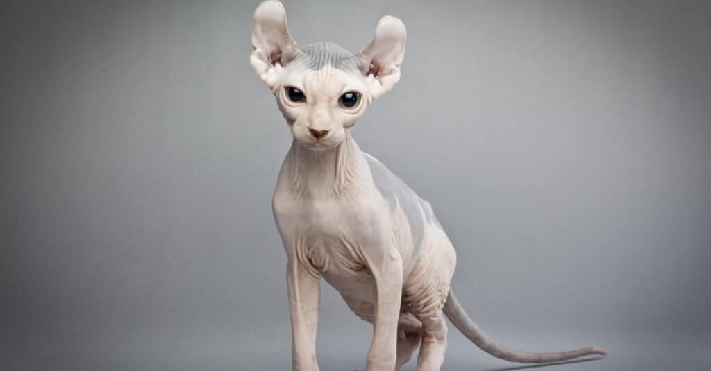 Types of Hairless Cats: Elf Cat