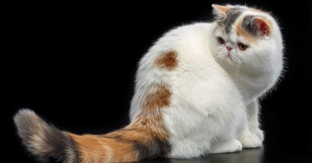 Top 10 Strangest Cat Breeds  Weird & Funny Looking Felines