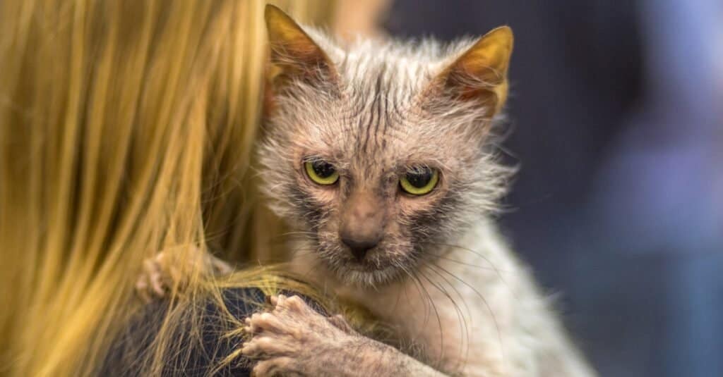 Furry Cat With Angry Face Background, Ugly Picture Of Cats