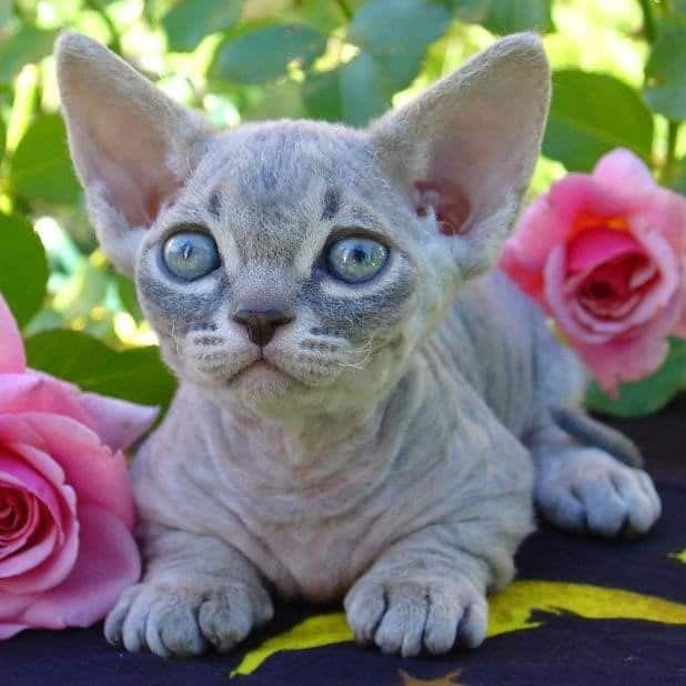 Types of Hairless Cats: Minskin