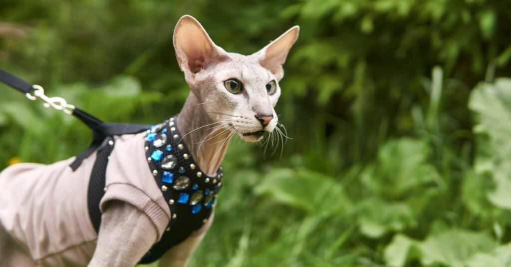 Types of Hairless Cats: Peterbald