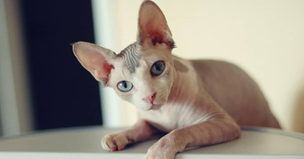 ugly hairless cat