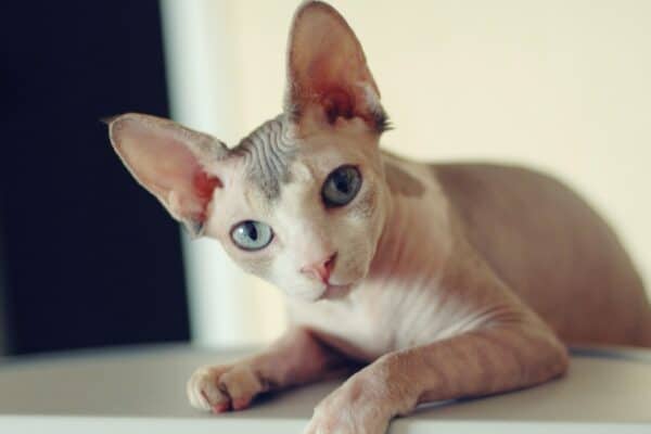 Despite their regal appearance,  Sphynx cats are playful and goofy pals sometimes acting more like dogs than cats