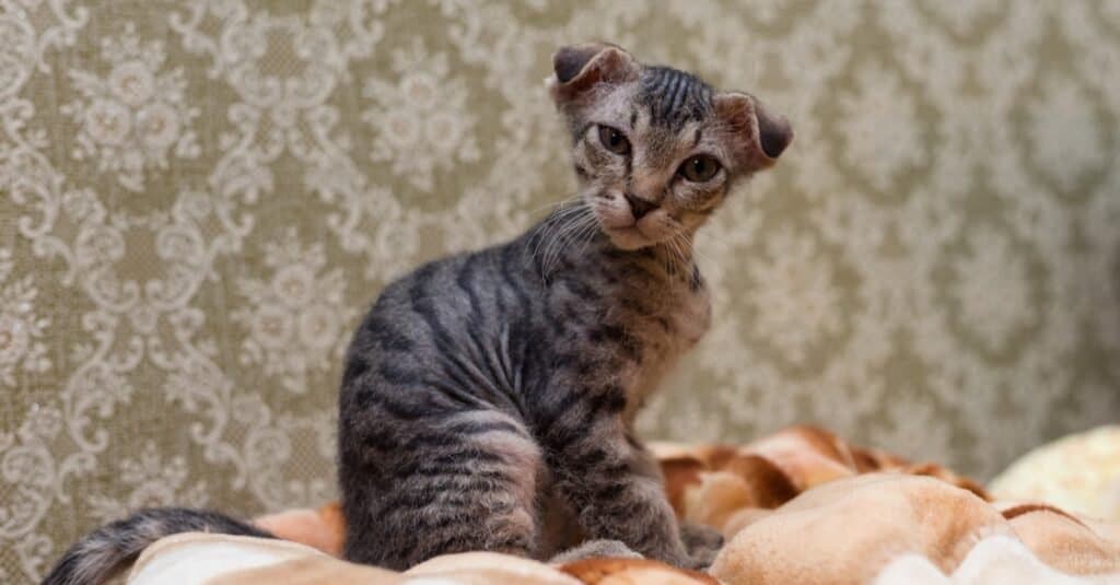 Types of Hairless Cats: Ukrainian Levkoy