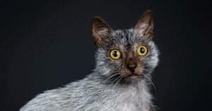 Top 10 Ugliest Cats Picture