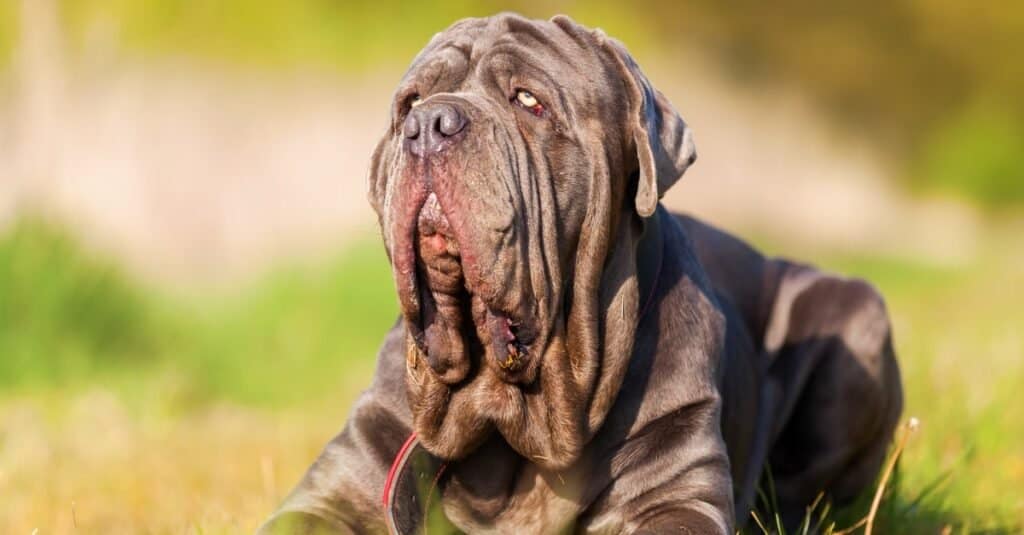 what is largest mastiff breed