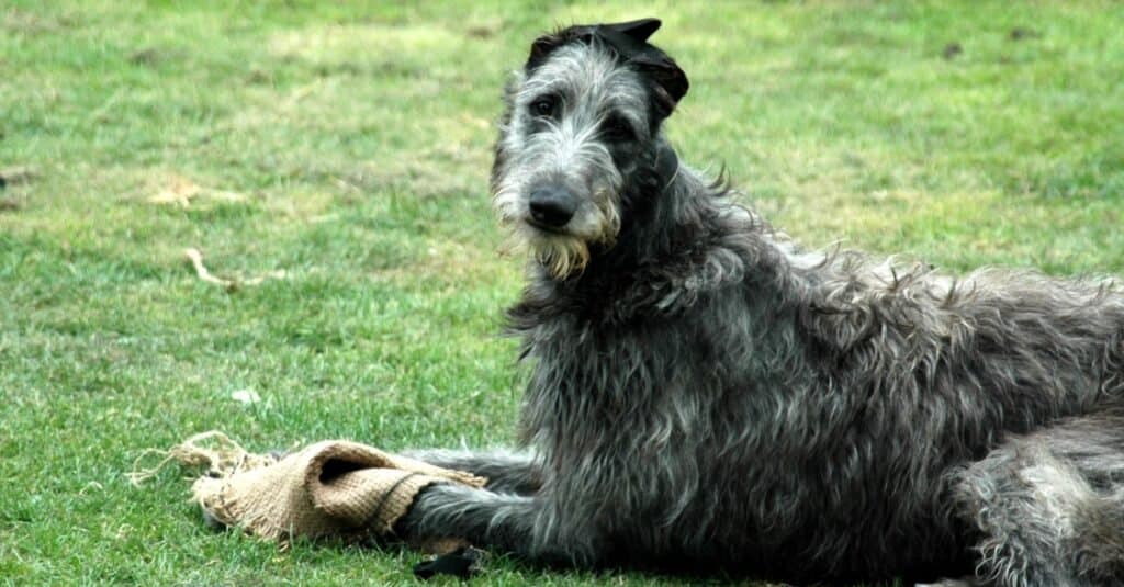 Scottish deerhounds