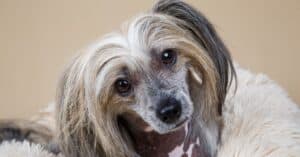 Top 10 Ugliest Dog Breeds Picture