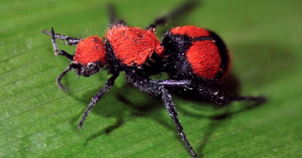 Velvet ant