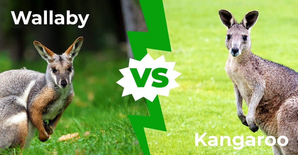 Wallaby Vs Kangaroo Vs Wallaroo