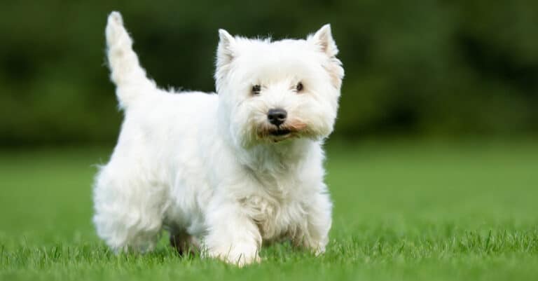 West Highland White Terrier standing outside in grass