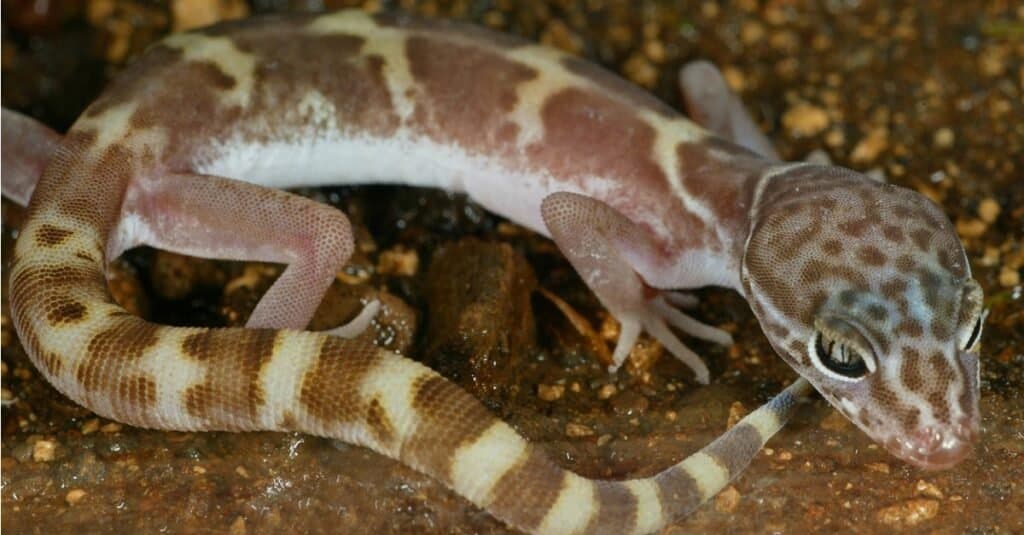 close up of Western banded gecko