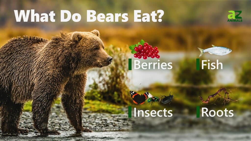 Kodiak Bear Diet