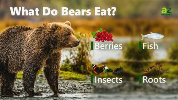 What Do Bears Eat? - A-Z Animals