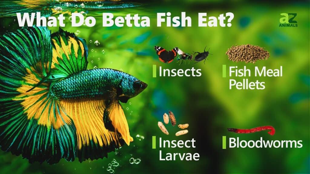 Betta Fish (Siamese Fighting Fish) Animal Facts