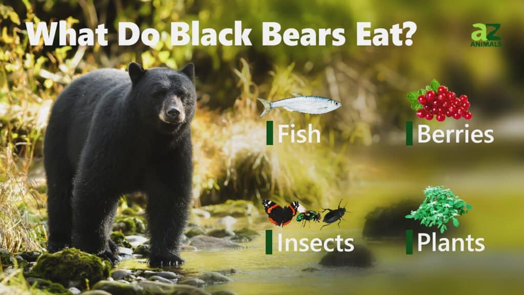 What Do Black Bears Eat