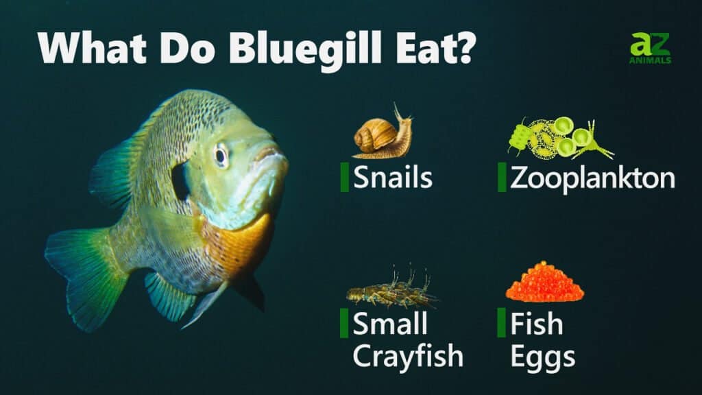 What Do Bluegill Eat? AZ Animals