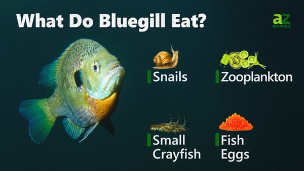 What Do Bluegill Eat? - A-Z Animals