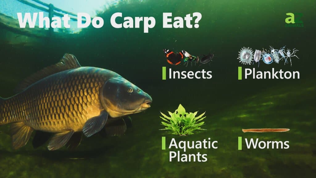 What Do Carp Eat - Their Diet Explained