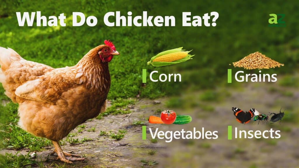 What Do Chickens Eat? - Az Animals
