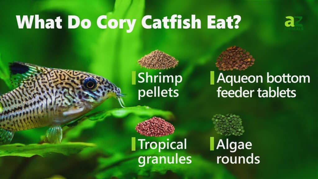 What Do Cory Catfish Eat
