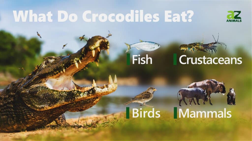 crocodiles eating fish