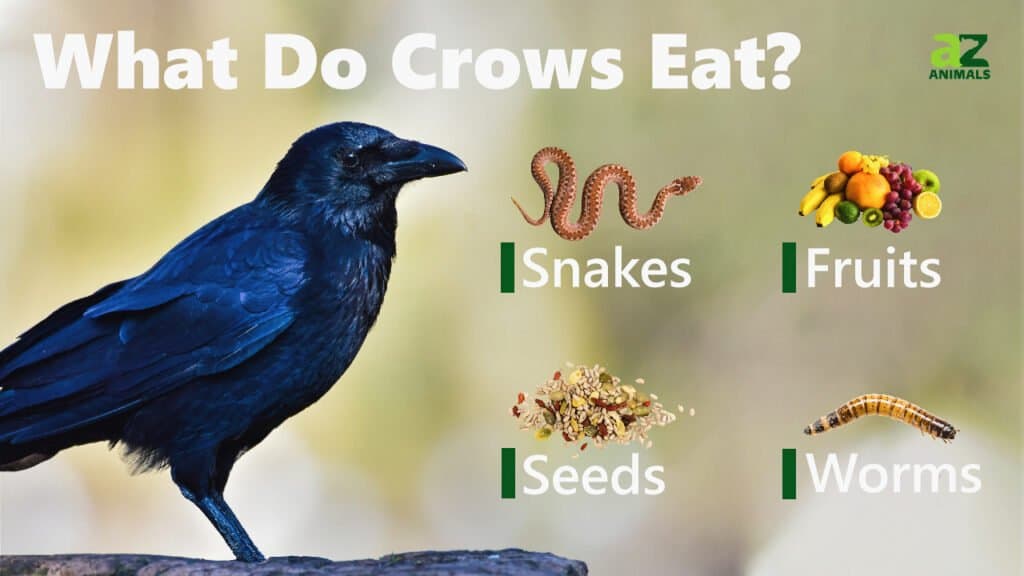 What Do Crows Eat? 15-Plus Foods They Love! - AZ Animals