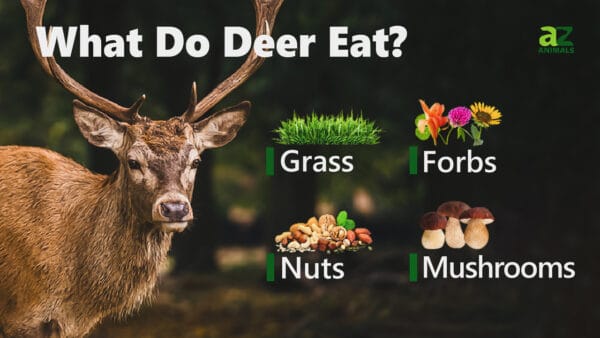 What Do White-Tailed Deer Eat? 20+ Foods They Enjoy - A-Z Animals