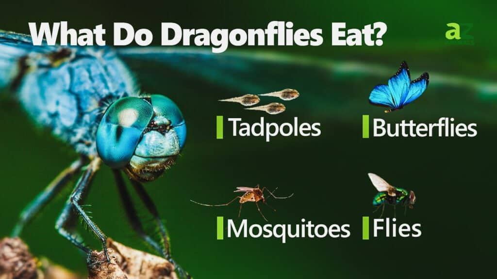 what-do-dragonflies-eat-a-z-animals