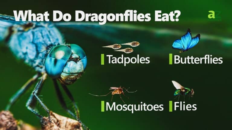 What Do Dragonflies Eat
