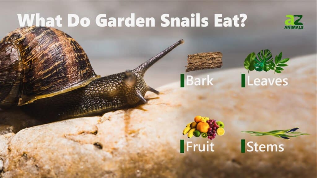 Garden Snails Pets