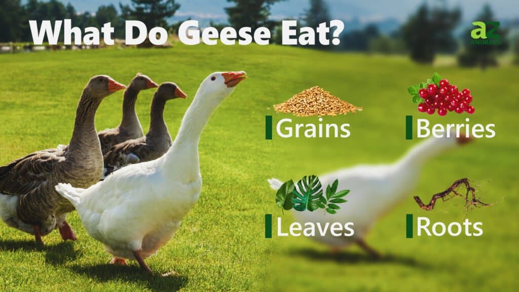 Goose Bird Facts - A-Z Animals