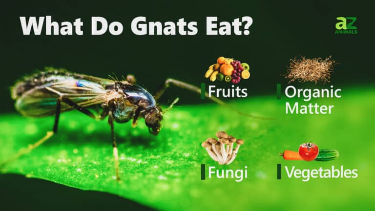 What Do Gnats Eat