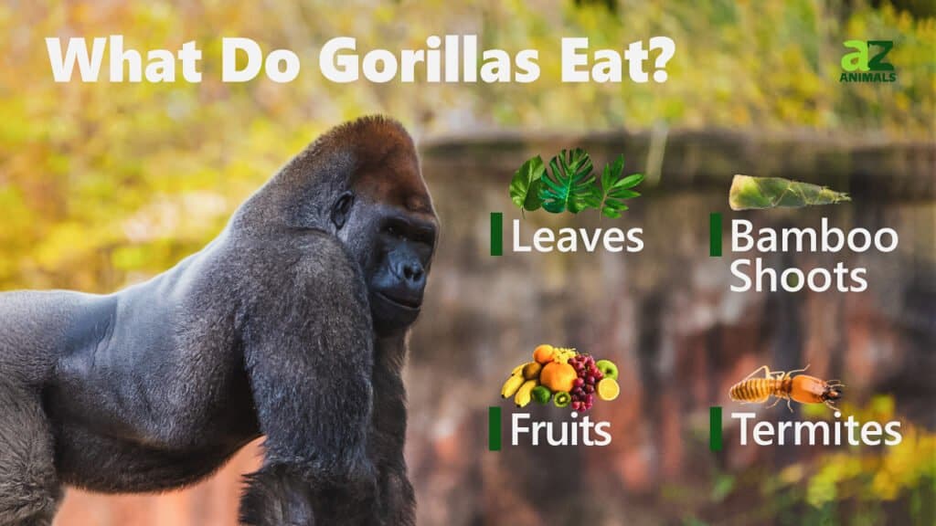 What Do Gorillas Eat? - IMP WORLD