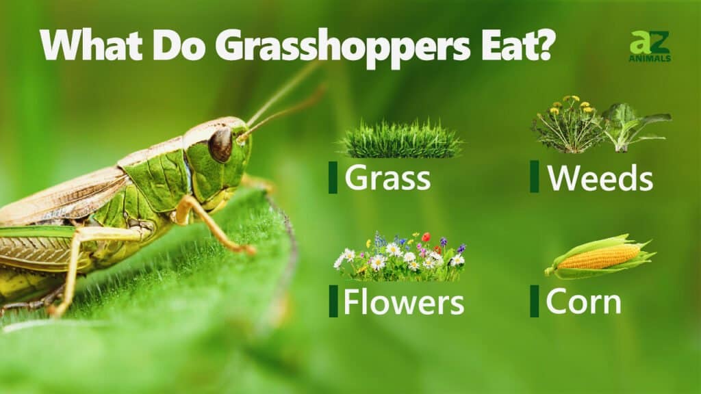 What Do Grasshoppers Eat IMP WORLD