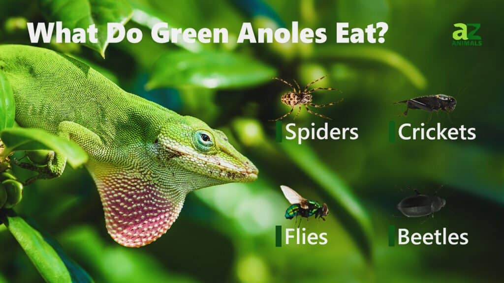 What Do Green Anoles Eat? The Main Foods in their Diet AZ Animals