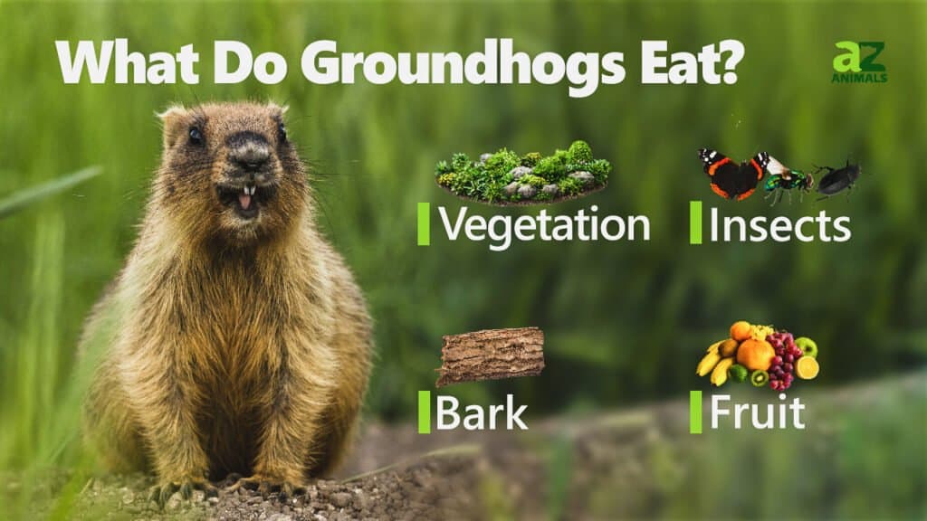 can i feed ground hogs dog food