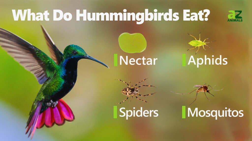 do hummingbirds eat nectar