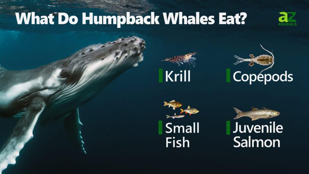 what humpback whales eat