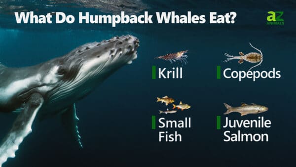 What Do Humpback Whales Eat? 10+ Foods They Hunt - A-Z Animals