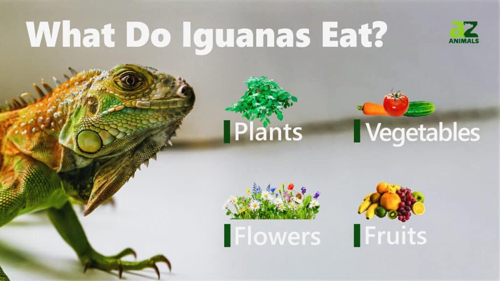 What Do Iguanas Eat? Their Diet Explained AZ Animals