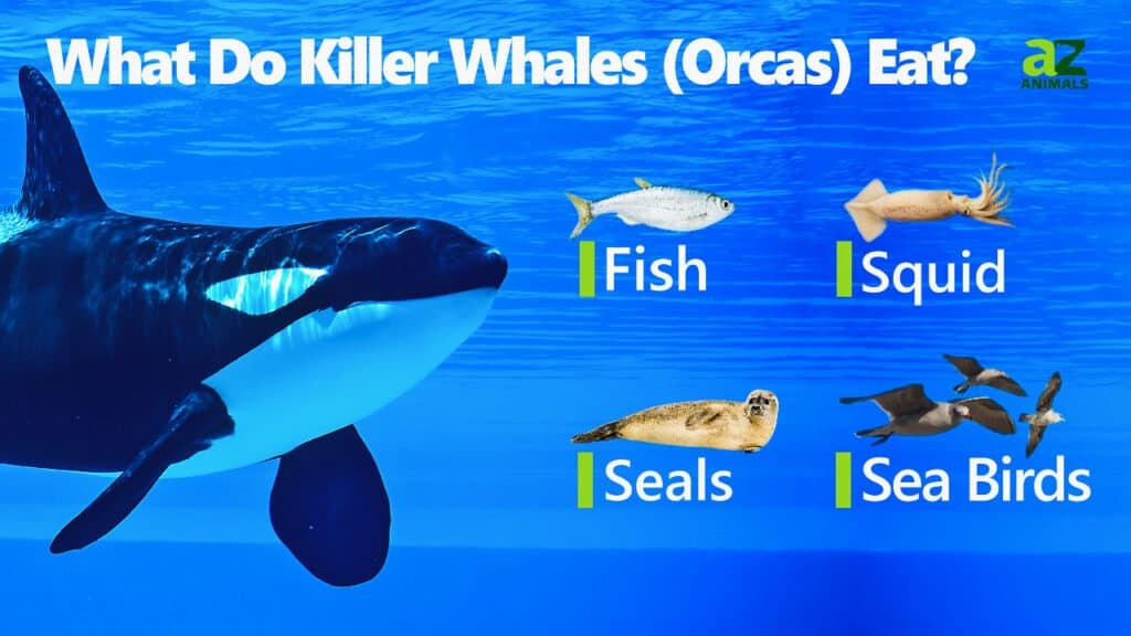 killer whale eating seal