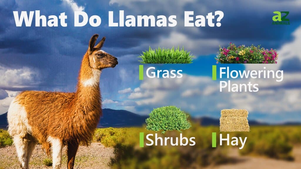 What Do Llamas Eat